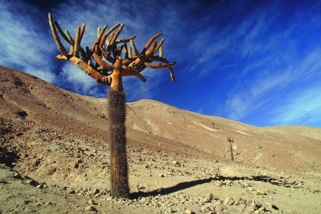 CHILE 3