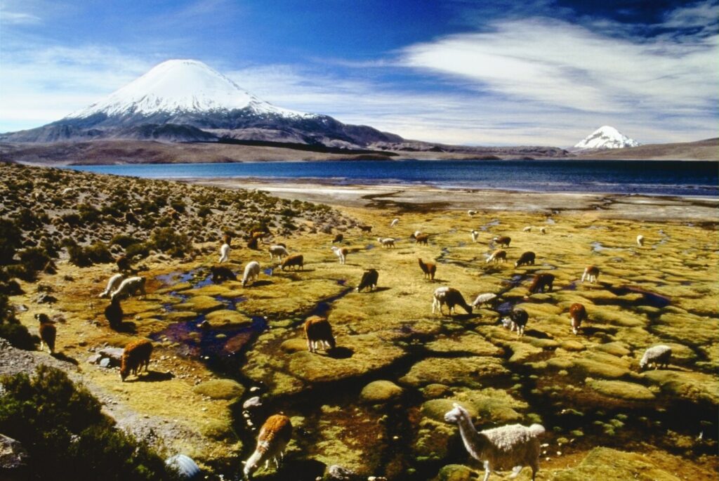 CHILE 5